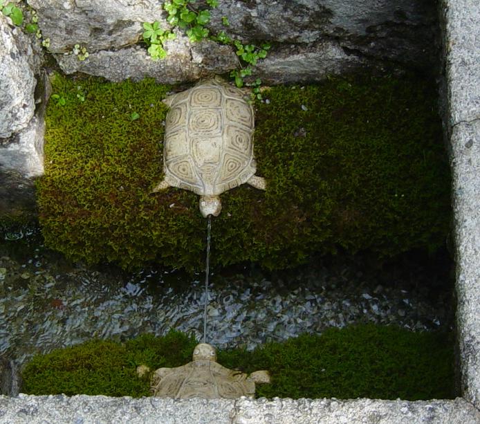 11 turtles.JPG